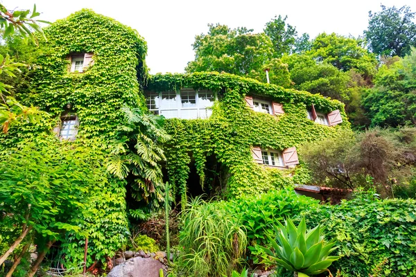 House overgrown with ivy — Stock Photo, Image