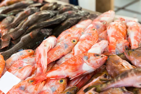 Heap of cartilaginous fish — Stock Photo, Image