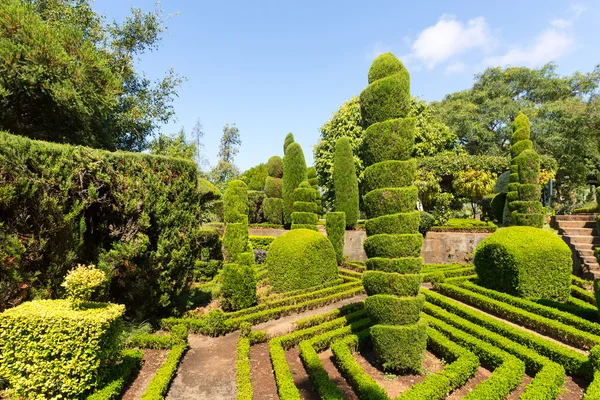 Decorative green bushes — Stock Photo, Image