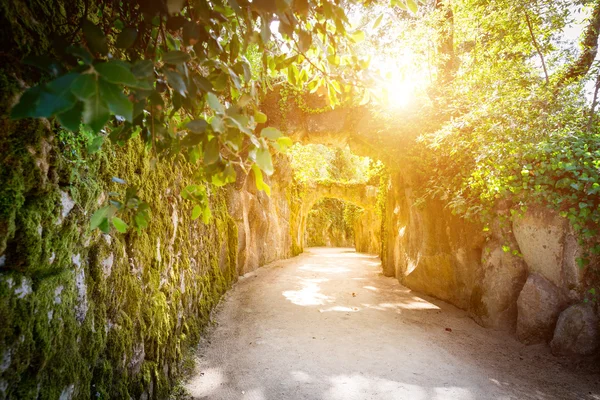 Wilde Höhle mit Efeu — Stockfoto