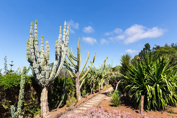 Kaktussti i hagen – stockfoto