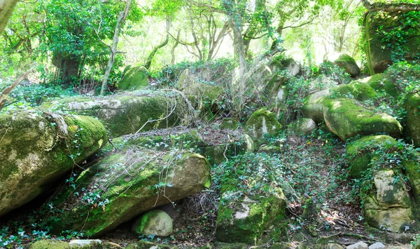 Grön skog stenar — Stockfoto
