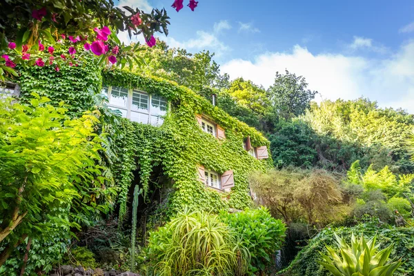 House overgrown with ivy — Stock Photo, Image