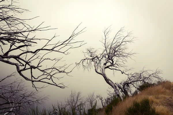 Tote Bäume in nebligen Bergen — Stockfoto