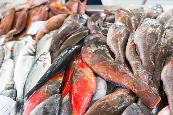 Fresh cartilaginous fish — Stock Photo, Image