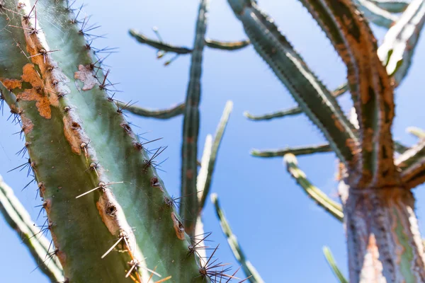 Green cactus over sky — Stock Photo, Image