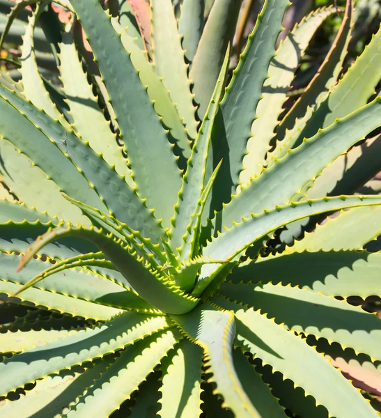 Aloes w ogród botaniczny — Zdjęcie stockowe