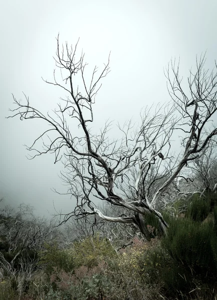 Alberi morti in montagne nebbiose — Foto Stock