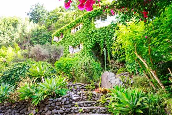 Casa coberta de hera — Fotografia de Stock