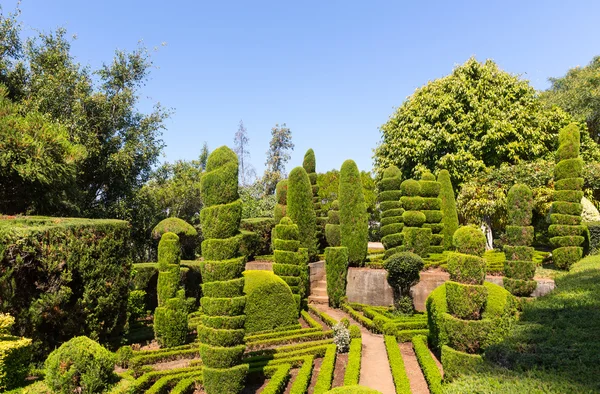 Decorative green bushes — Stock Photo, Image