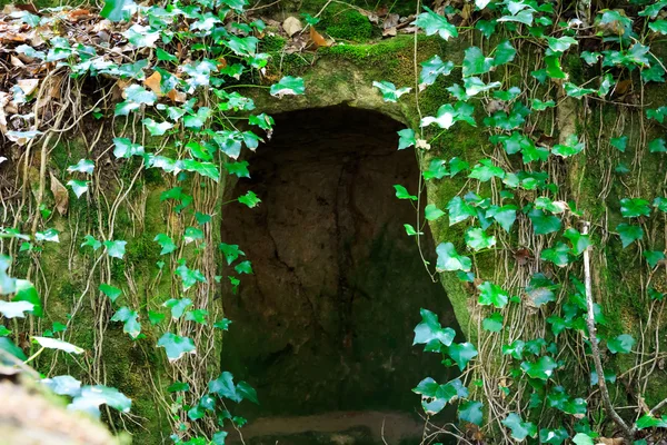 Wilde Höhle mit Efeu — Stockfoto