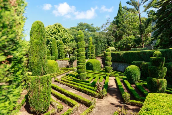 Decorative green bushes — Stock Photo, Image