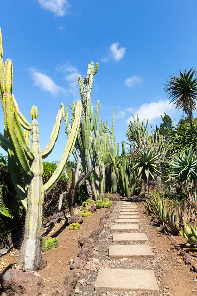 Kaktussti i hagen – stockfoto