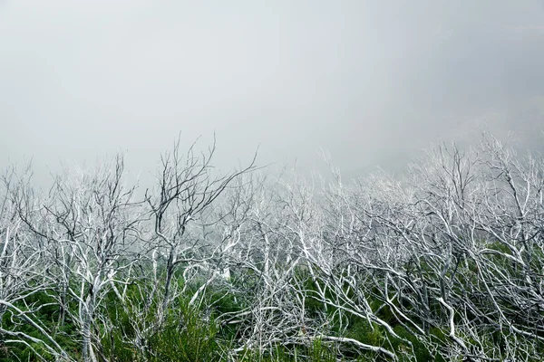 Old dry trees — Stock Photo, Image