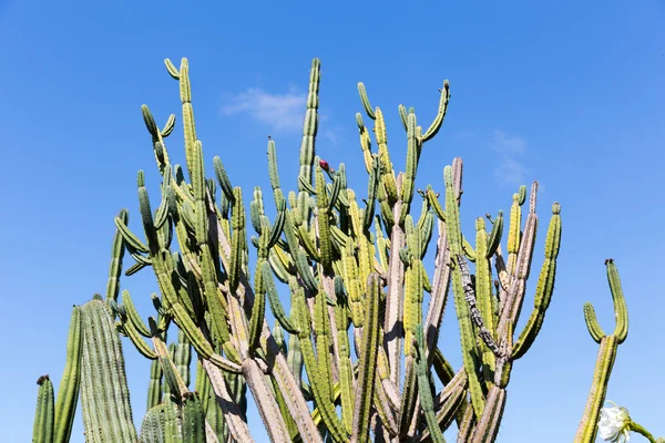 Zöld kaktusz felett az ég — Stock Fotó