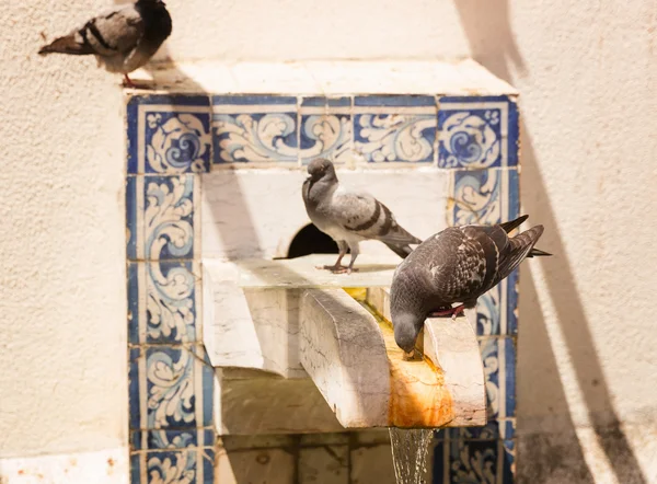 Pombos bebendo na fonte — Fotografia de Stock