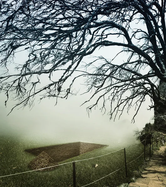 Pit in the forest  under tree — Stock Photo, Image