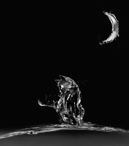 Μαύρο νερό γάτα Φωτογραφία Αρχείου