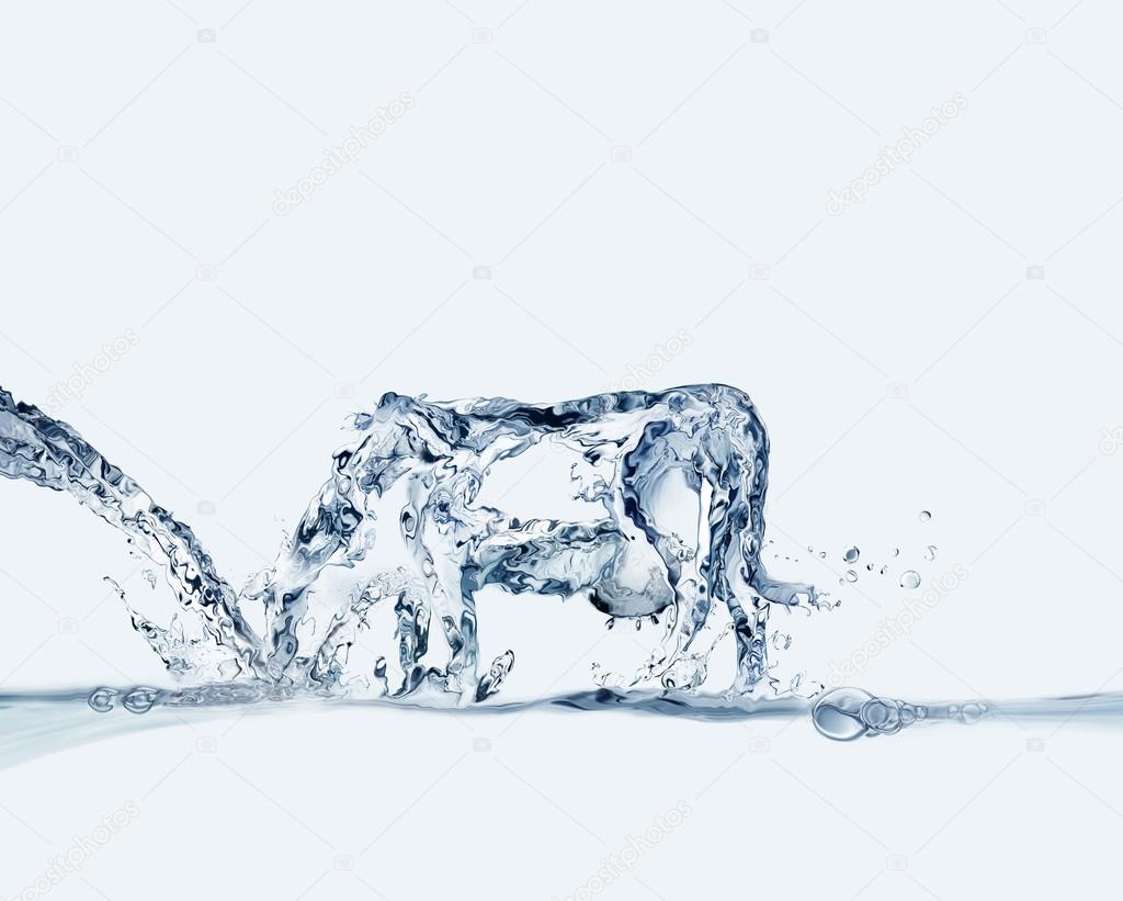 Water Cow Drinking