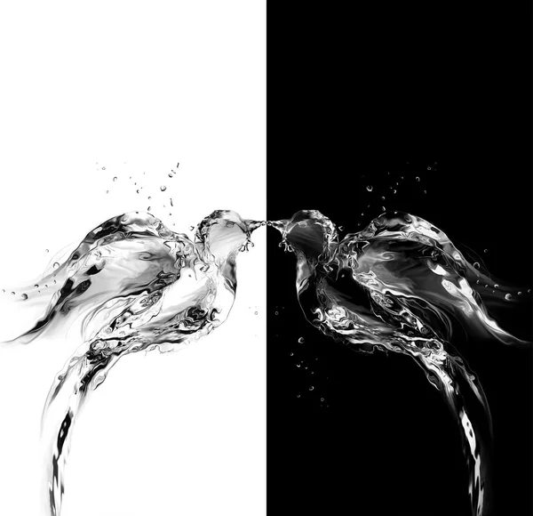 Siyah-Beyaz su kuşları aşk