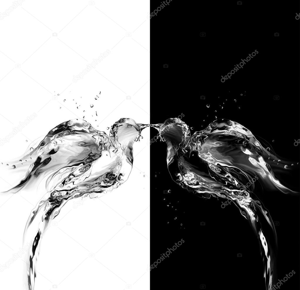 Black and White Water Birds of Love