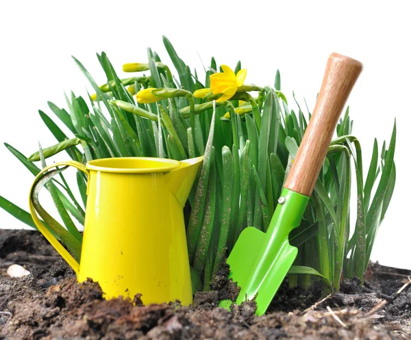 Gardening tools and narcissus — Stock Photo, Image