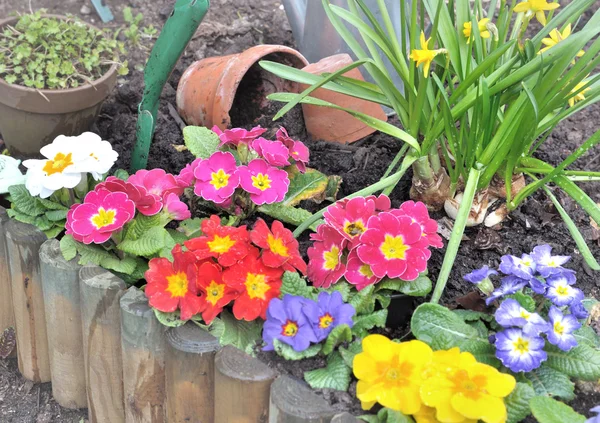 Macizo de flores en primavera — Foto de Stock