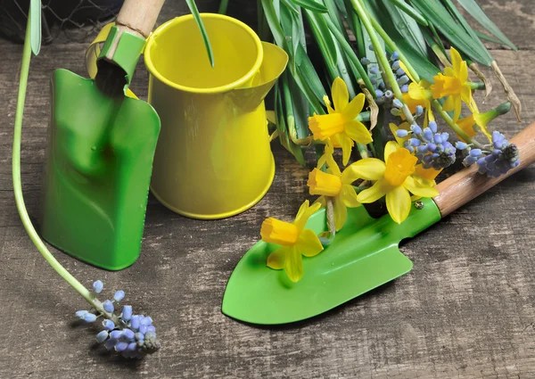 Attrezzi da giardinaggio e narcisi — Foto Stock