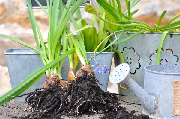 Unearthed flower bulbs — Stock Photo, Image