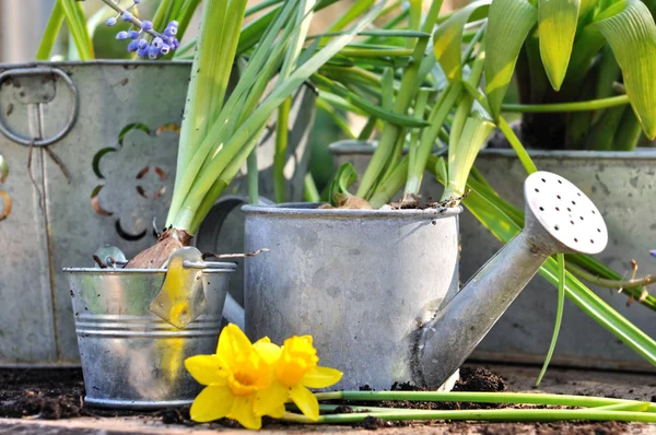 Deffodils and metal pots — Stock Photo, Image