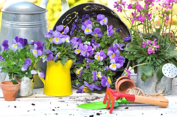 Flowers and gardening — Stock Photo, Image