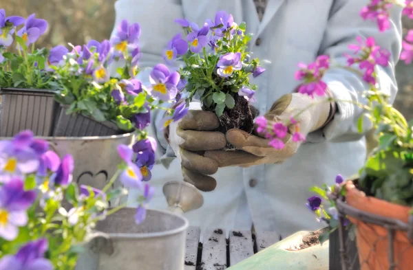 Macetas flores de primavera —  Fotos de Stock