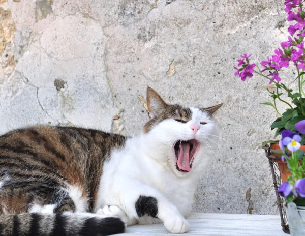 Tired cat gaping — Stock Photo, Image