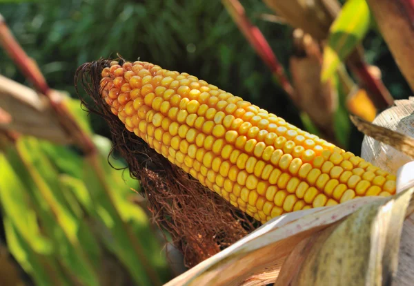 Corn cob — 图库照片