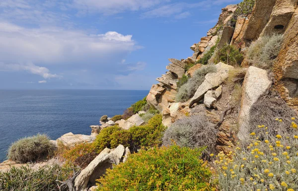 Corsica kustlijn met bloemen — Stockfoto