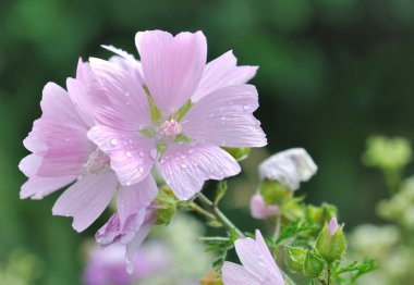 güzel kır çiçeği