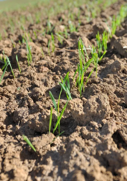 Semillas de trigo — Foto de Stock