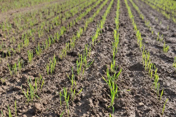 Seedlings of wheat — Stock Photo, Image