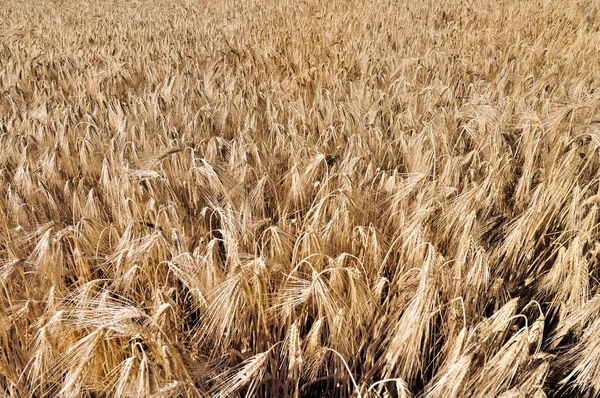 Campo de trigo fondo — Foto de Stock