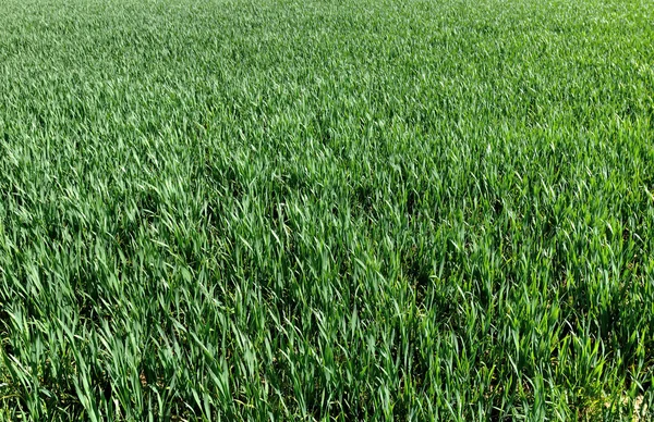 Green field background — Stock Photo, Image