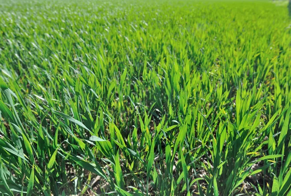 Greenery wheat in field — Stock Photo, Image