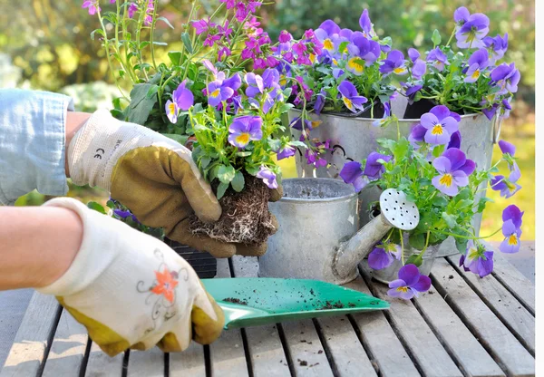 Vaso de flores no jardim — Fotografia de Stock