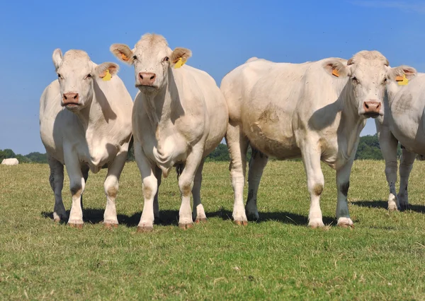 Vit charolais kor — Stockfoto