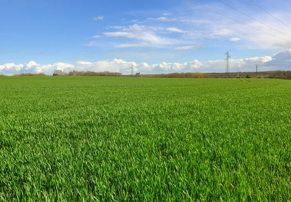 Vete fält — Stockfoto