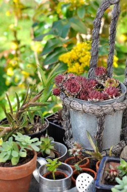 etli bitki Çömlekçilik