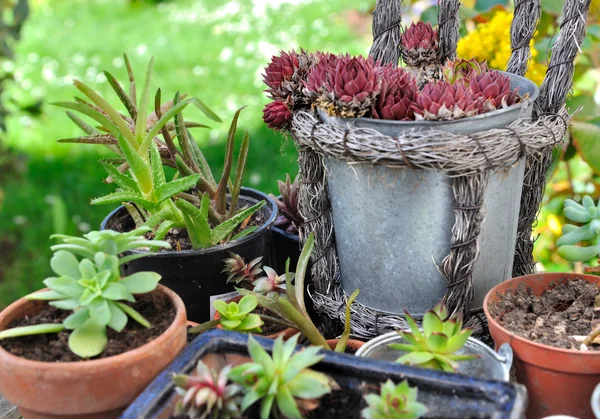 Piante succulente potting — Foto Stock