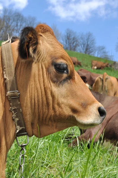 Uzavřít na čelo kráva — Stock fotografie