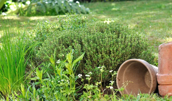 Thym et ciboulette dans le jardin — Photo