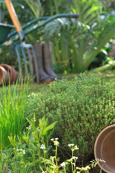 Aromatické byliny v zahradě — Stock fotografie