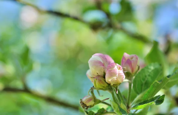 Botão florescendo na primavera — Fotografia de Stock